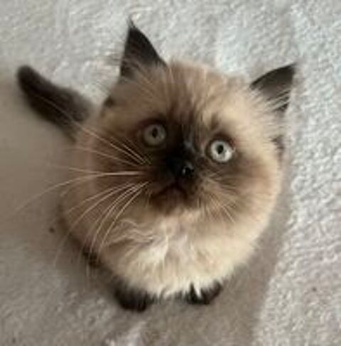   adorables chatons persan 