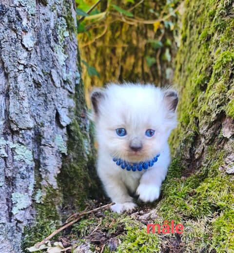 Chaton sib&eacute;rien LOOF 1500 85310 Chaillé-sous-les-ormeaux