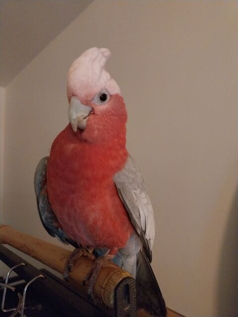 Perdu Perroquet cacato&egrave;s rosalbin 0 51000 Ch�lons-en-champagne