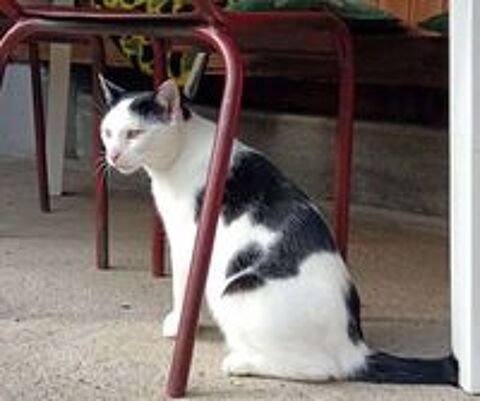   COSMOS, adorable chat noir et blanc  adopter via l'association UMA  
