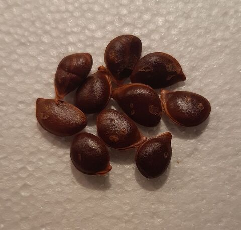 Lot de 10 graines de Kaki Plaqueminier BIO NON ASTRINGENT 2 La Seyne-sur-Mer (83)