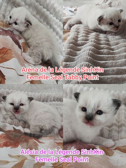 Chaton Sacré de Birmanie (mâles et femelles) 1400 89310 Annay-sur-serein