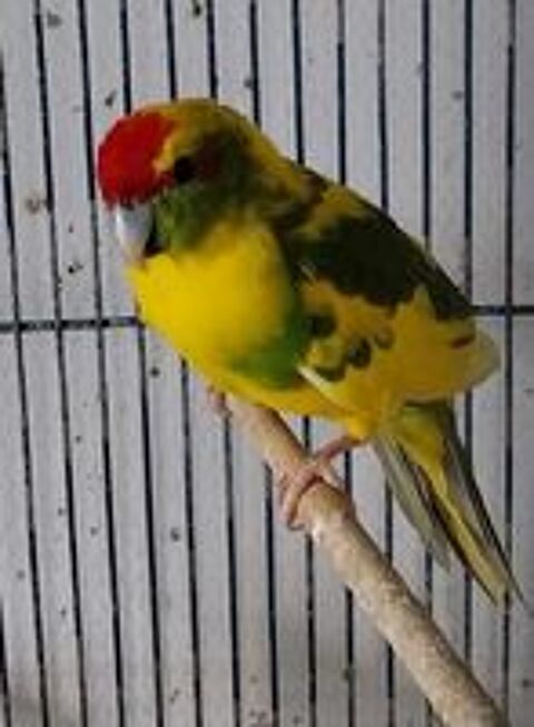   Kakariki  