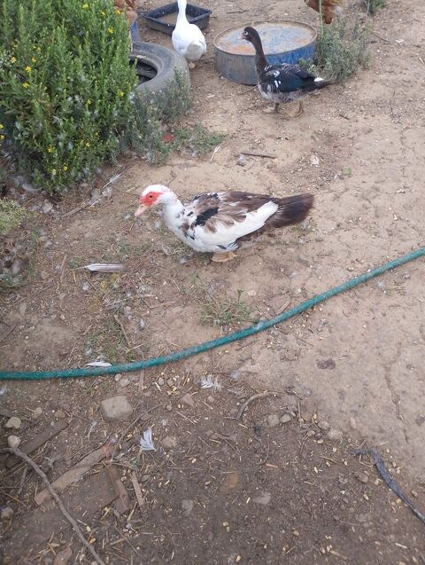 canard barbarie 25 Sainte-Vali�re (11)