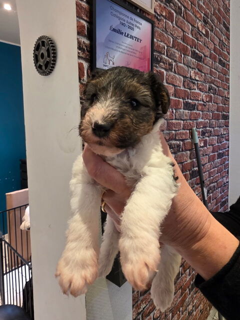 chiots Fox terrier à poil dur 1000 60200 Compigne