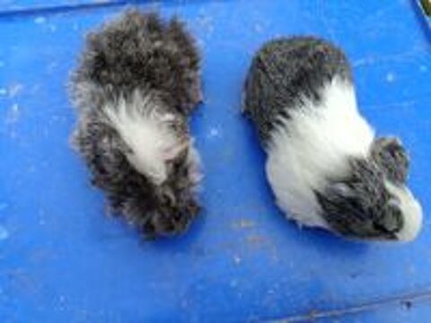   Rongeurs septembre 2024 