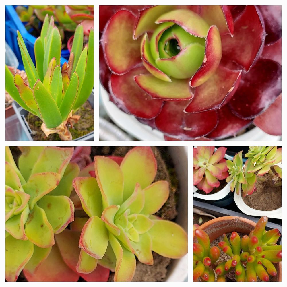 Plantes grasses, succulentes Jardin