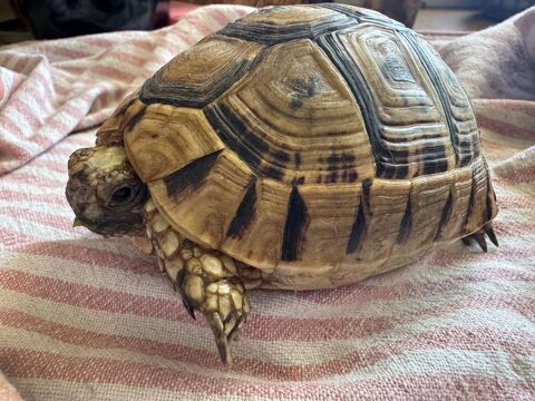 Tortue graeca de 4/5ans 100 33450 Saint-loubès