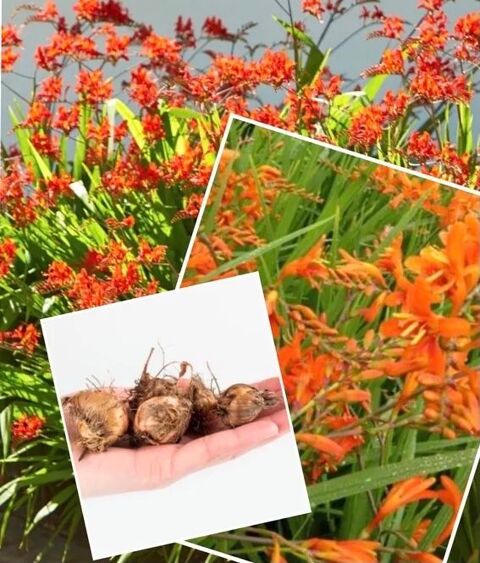 Lot de 5 petites bulbes Montbretias 5 Lisieux (14)