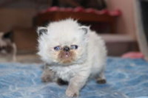   CHATONS PERSAN ET EXOTIC SHORTHAIR COLOURPOINT LOOF  