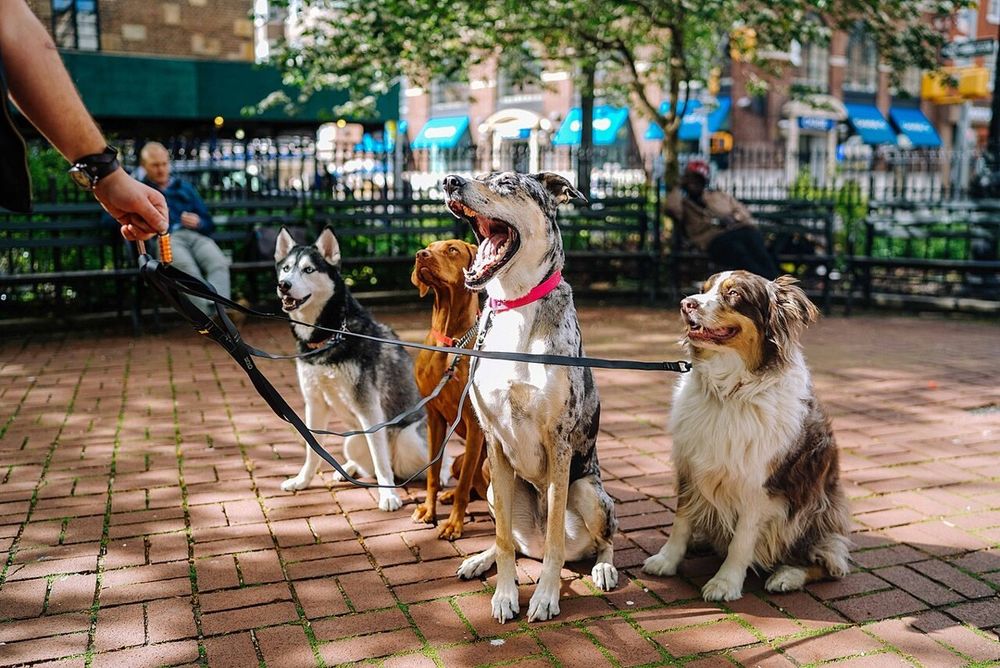   L'association Dogaround recrute des pet-sitters 