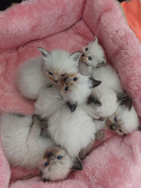 Chatons Ragdoll m&acirc;les disponibles &agrave; la r&eacute;servation. 1600 22100 Quévert