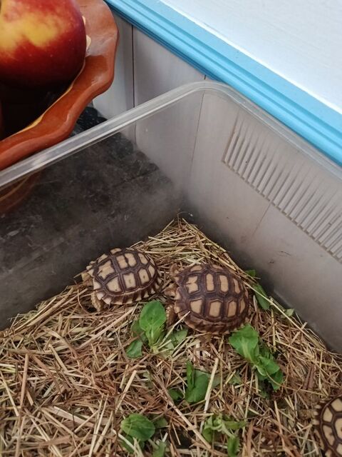 Tortue sulcata jcentrochelys sillonnere
130 34450 Vias