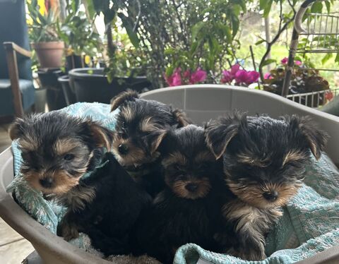 Bébé yorkshire 950 33390 Campugnan