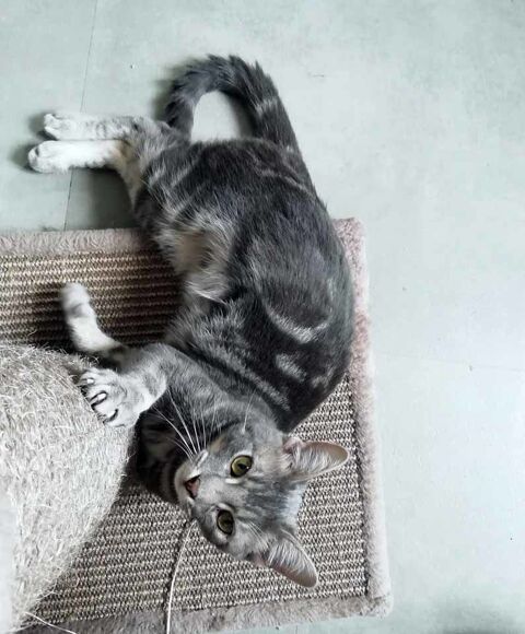 TIAMO, beau chat tigr gris  adopter via l'association UMA 44100 Nantes