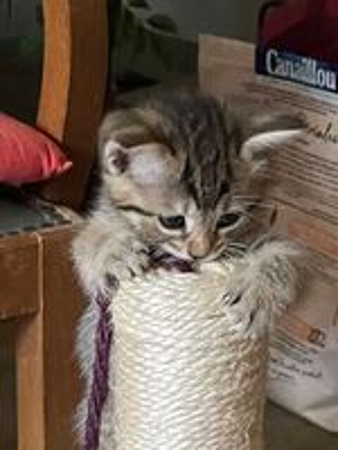   Don de 3 chatons, 2 mâles et 1 femelle 