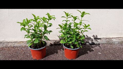 2 pots de SAPONAIRES ROSES (PLANTES A SAVON) Elbeuf (76)