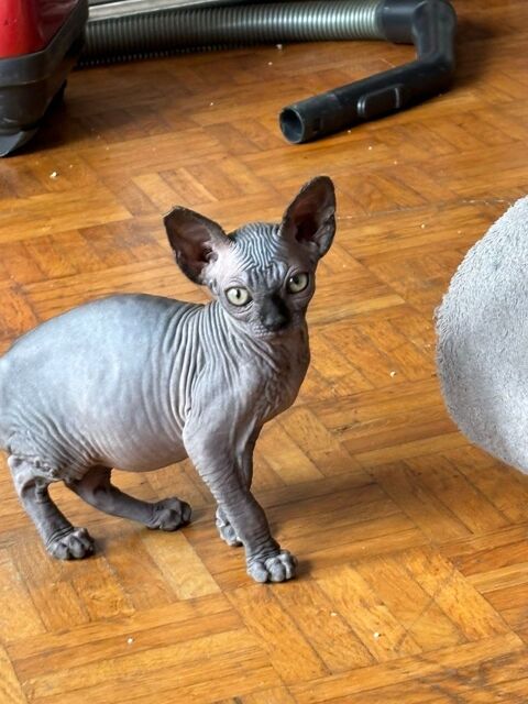 SPHYNX 800 01170 Cessy