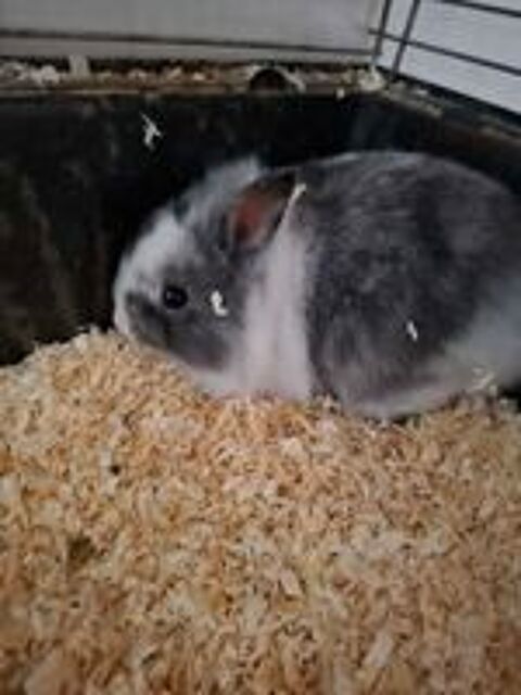   Lapins nains crini�re t�te de lion  