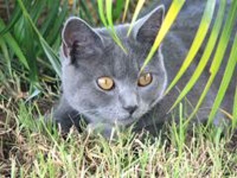   Adorables chatons CHARTREUX Loof, DISPONIBLE 