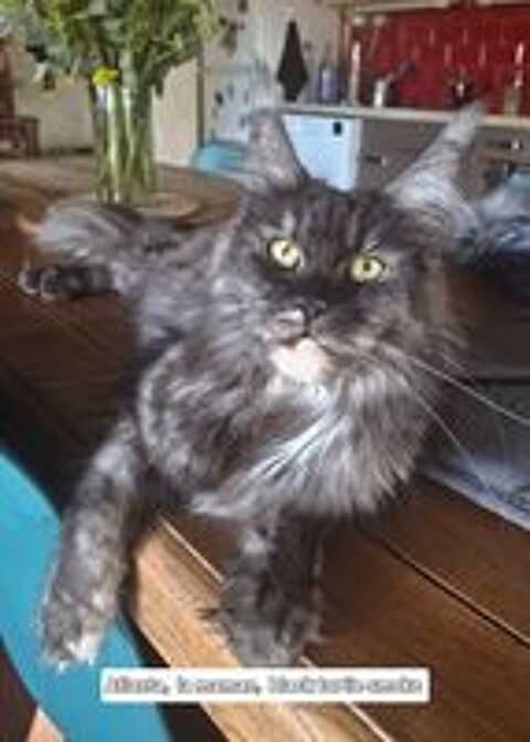   Chatons mâles Maine coon LOOF  