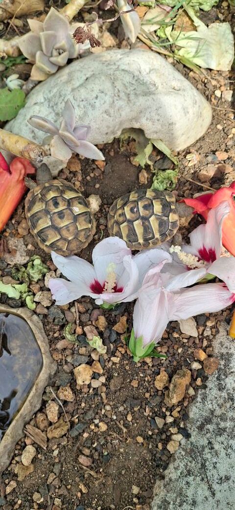 Tortue de terre 110 91800 Brunoy