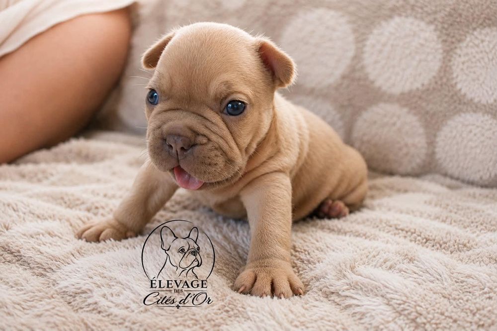   Disponible chiots bouledogue français EXO 
