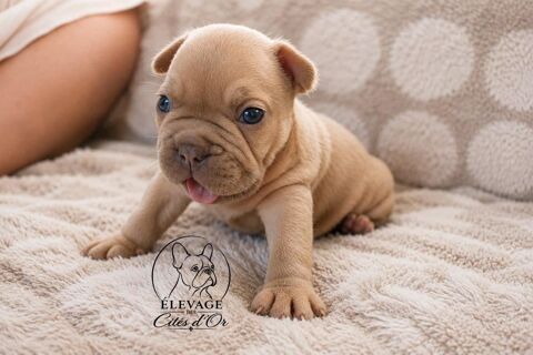 Disponible chiots bouledogue fran&ccedil;ais EXO 1500 75015 Paris