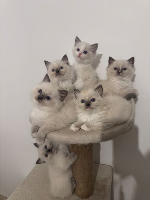 de merveilleux chatons Ragdolls LOOF 1300 92340 Bourg-la-reine