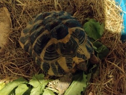 tortue male Hermann 350 34000 Montpellier