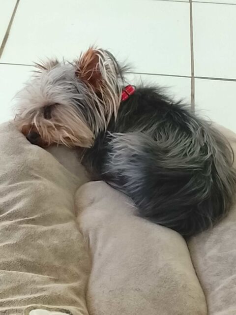 Yorkshire+terrier+male 400 Martinique (97)