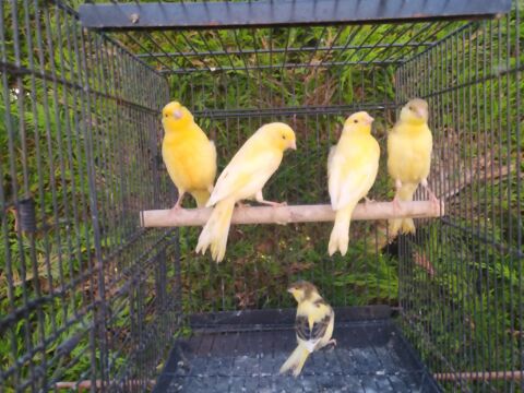 Canaris 20 81370 Saint-sulpice