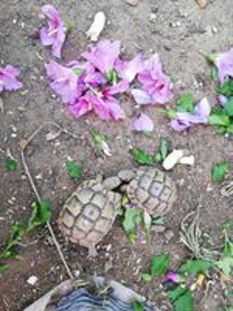   Tortues Grecques 