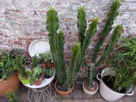 cactus euphorbe 3 branches d'un mtre 45 Lille (59)