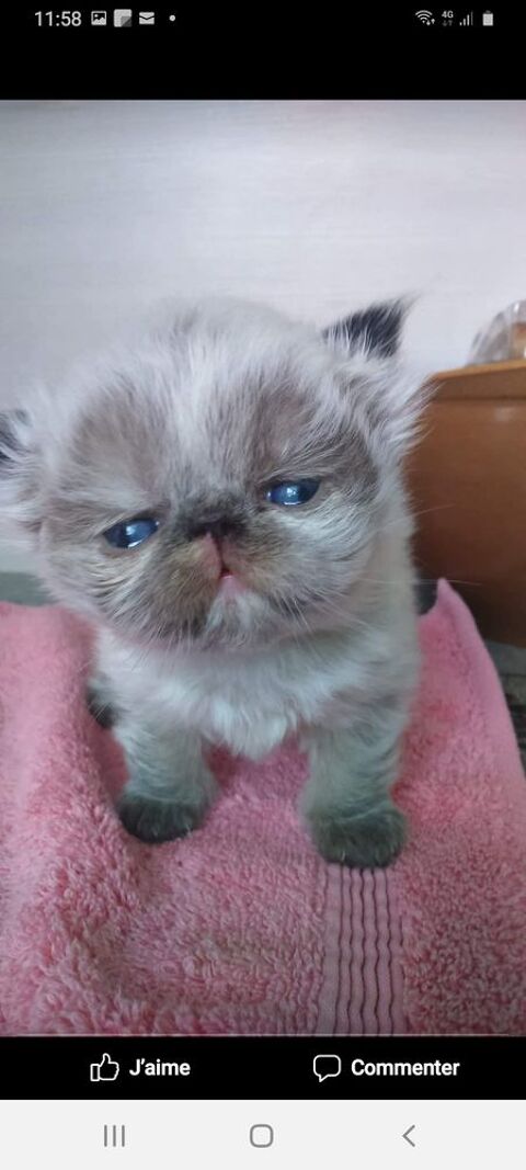 CHATONS PERSAN COLOURPOINT LOOF 2 femelles 1m&acirc;le 1500 45100 Orleans