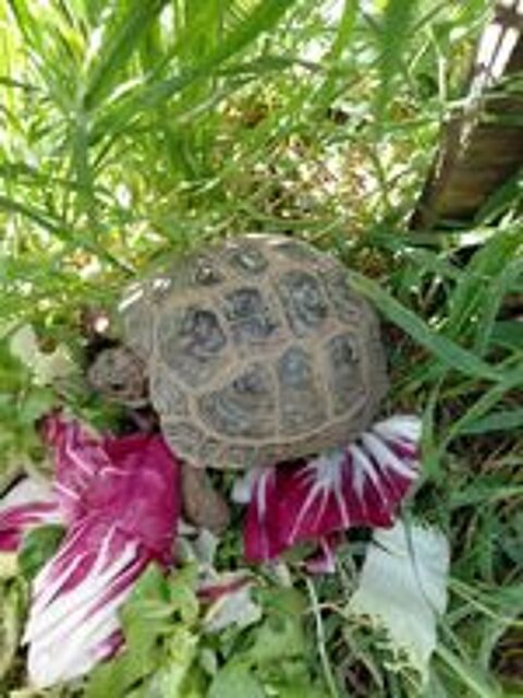   Tortues des Steppes ( Agrionemys horsfieldii ) 