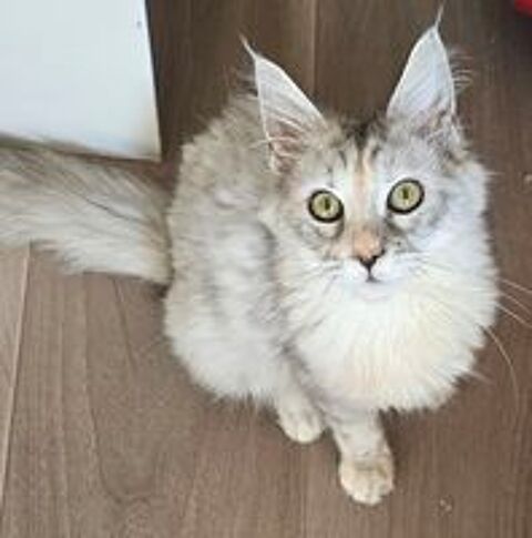   2 femelles Maine Coon Loof, LIVRAISON  