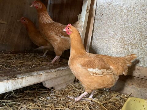 Jeunes poules pondeuses ( ROUSSES ) 13 35111 La fresnais