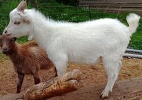   chèvre naine 