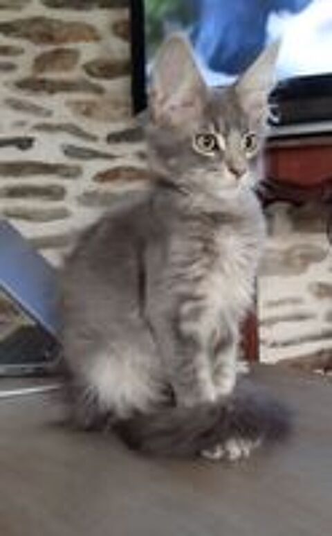  Maine Coon loof  