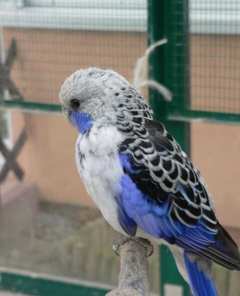 Voiliers Multicoque 2025 occasion Saint-Maixent-de-Beugné 79160