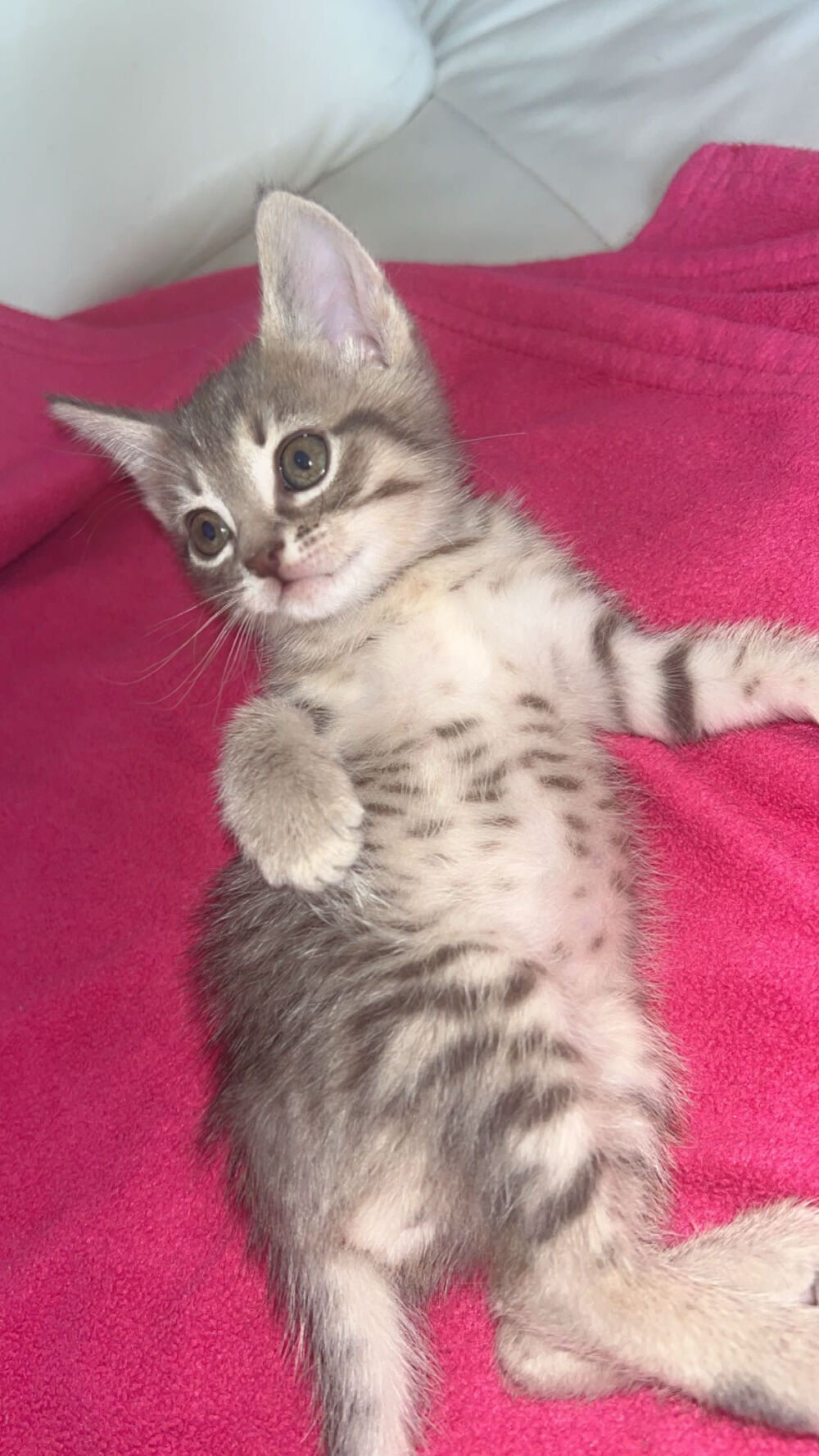Chaton Jeux / jouets