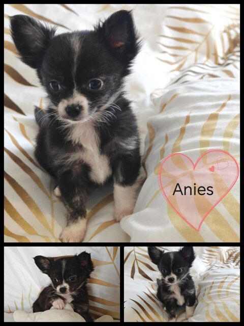  Chiots chihuahua de petits gabarits
1000 66470 Sainte-marie