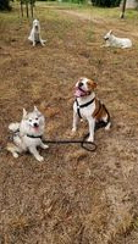   American Staffordshire Terriers  