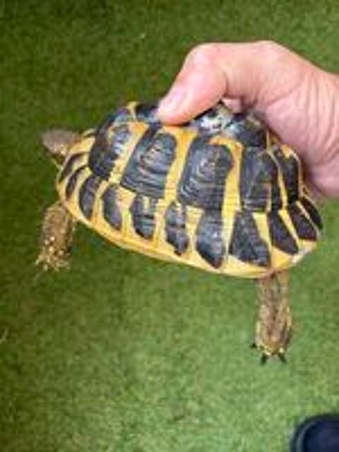   Tortue femelle 