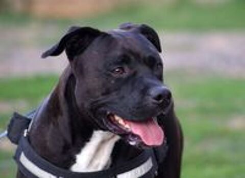   PACO, adorable American Staffordshire Terrier déclassé à adopter via l'association UMA 