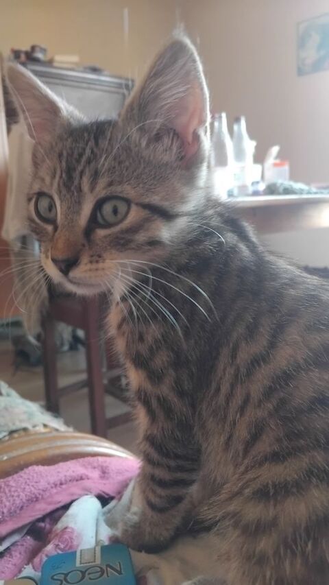 Donne chatons 0 03140 Chantelle