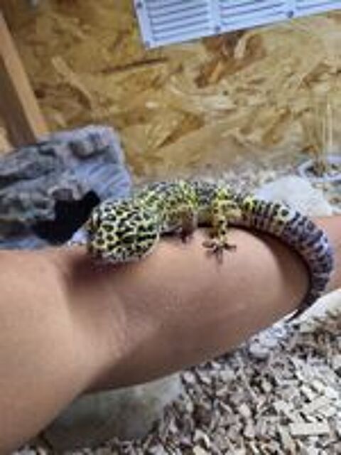   Gecko léopard  