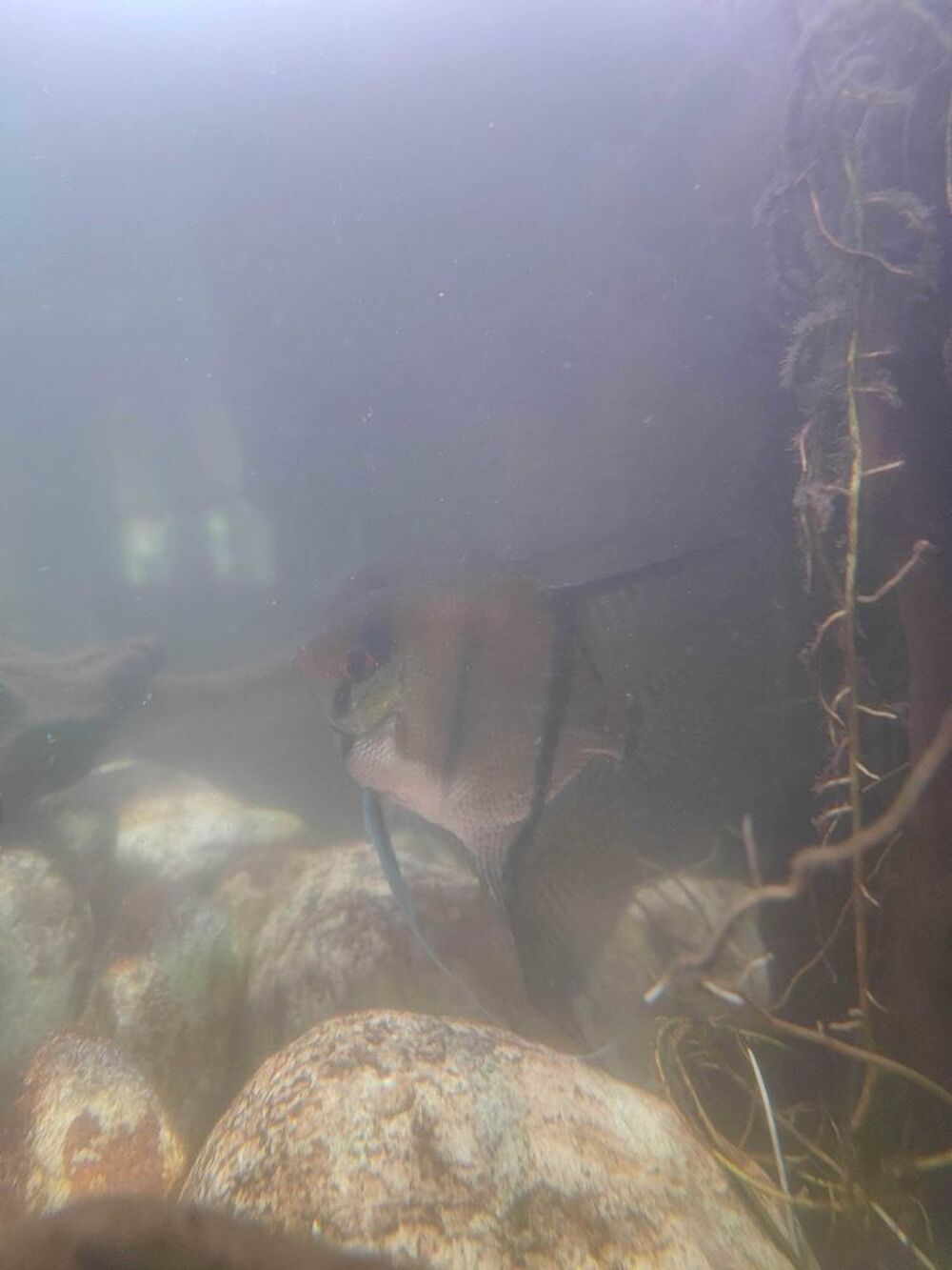 scalaire, poisson aquarium Décoration
