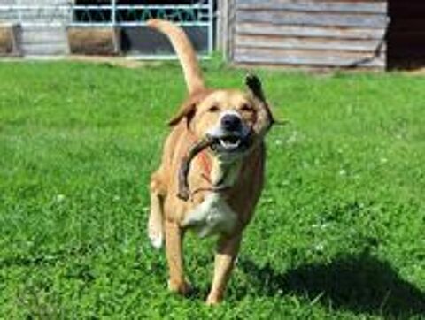   TAI, adorable croisé Golden Retriever à adopter  